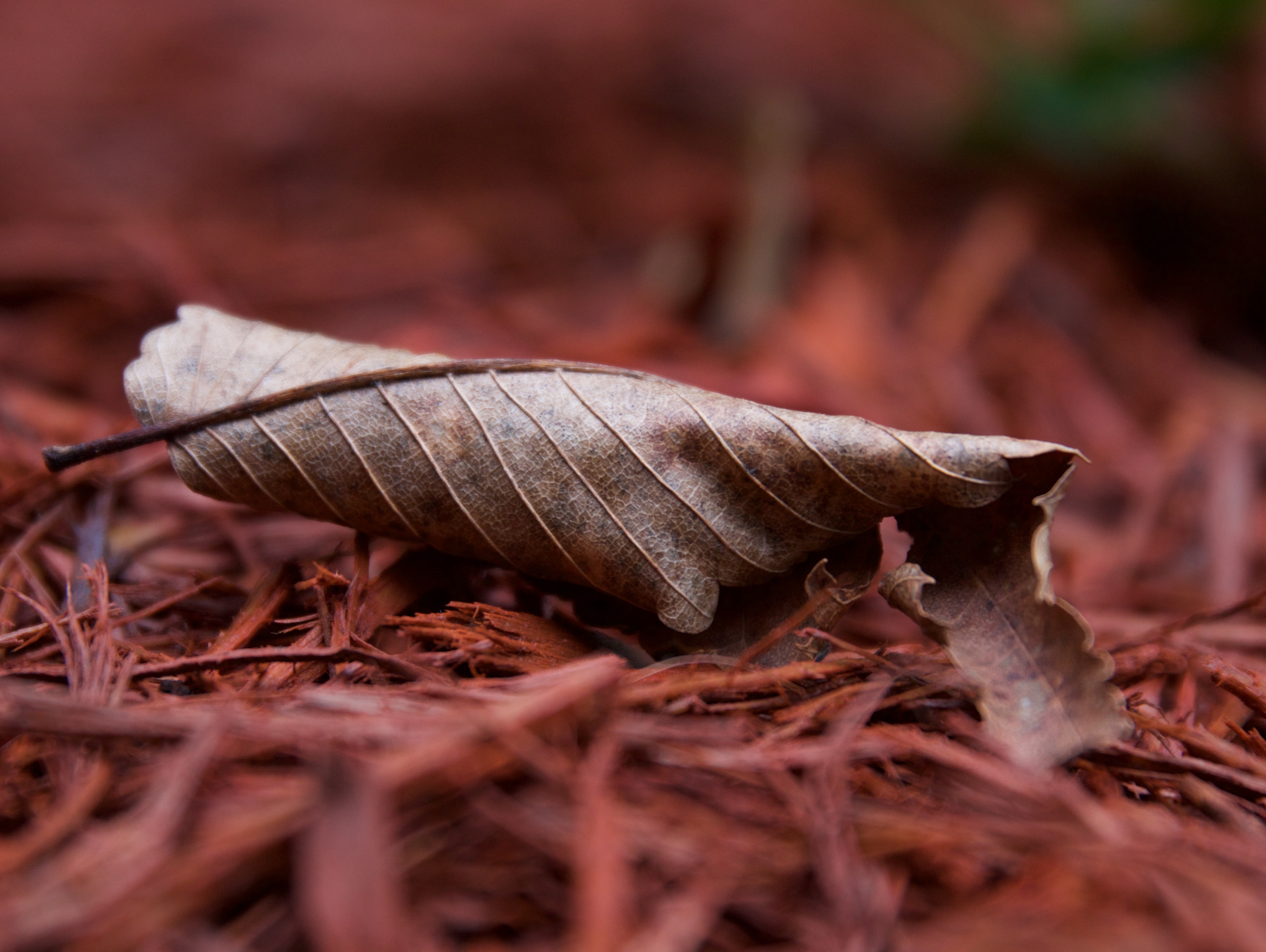 Macro Photography